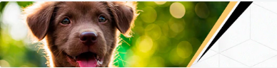 Pets - Loja Ammix