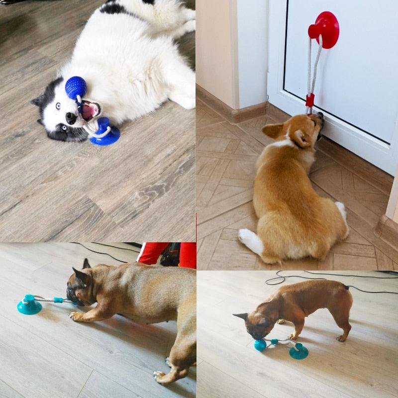 Dog Toys Pet Puppy Interactive Suction Cup Push TPR Ball Toys Molar Bite Toy Elastic Ropes Dog Tooth Cleaning Chewing Supplies - Loja Ammix