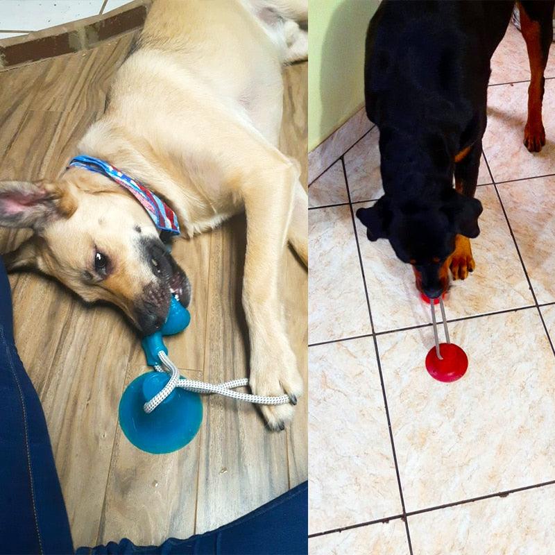 Dog Toys Pet Puppy Interactive Suction Cup Push TPR Ball Toys Molar Bite Toy Elastic Ropes Dog Tooth Cleaning Chewing Supplies - Loja Ammix