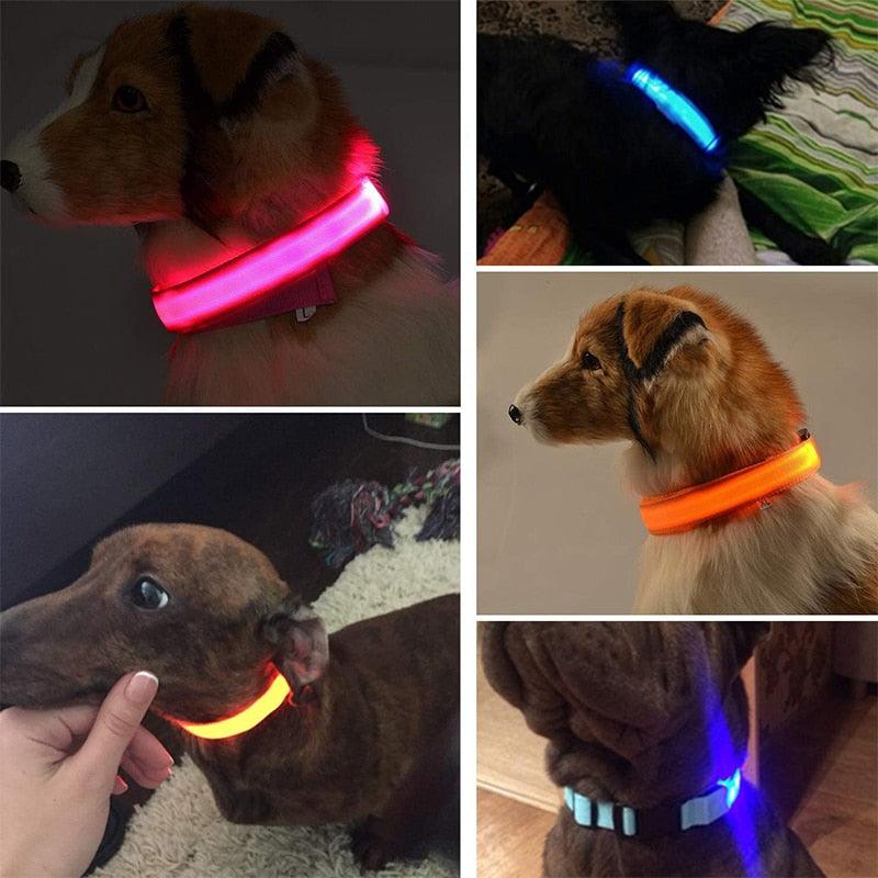 LED Glowing Dog Collar Rechargeable Luminous Collar Adjustable large Dog Night Light Collar Pet Safety Collar for Small Dogs Cat - Loja Ammix